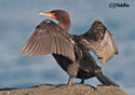 Phalacrocorax auritus